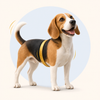 Beagle with a measuring tape around the chest behind the front legs