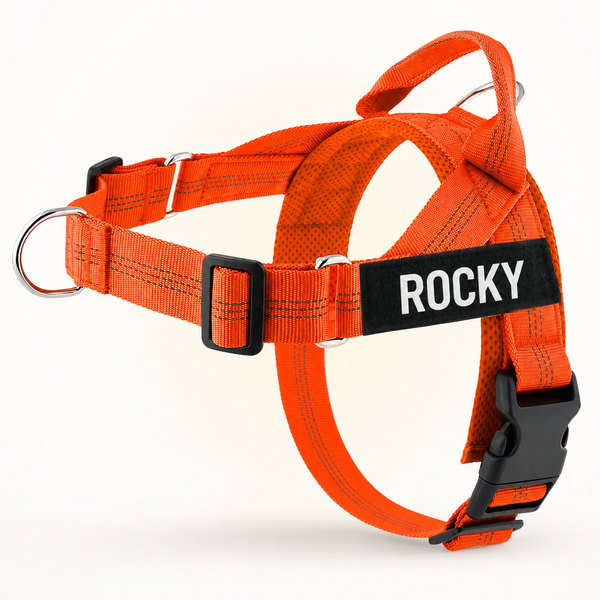 Orange SafeWalk No-Pull 2.0 harness with ROCKY name patch on a warm ivory background
