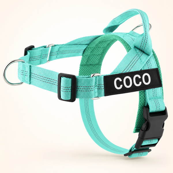 Aqua SafeWalk No-Pull 2.0 harness with COCO name patch on a warm ivory background