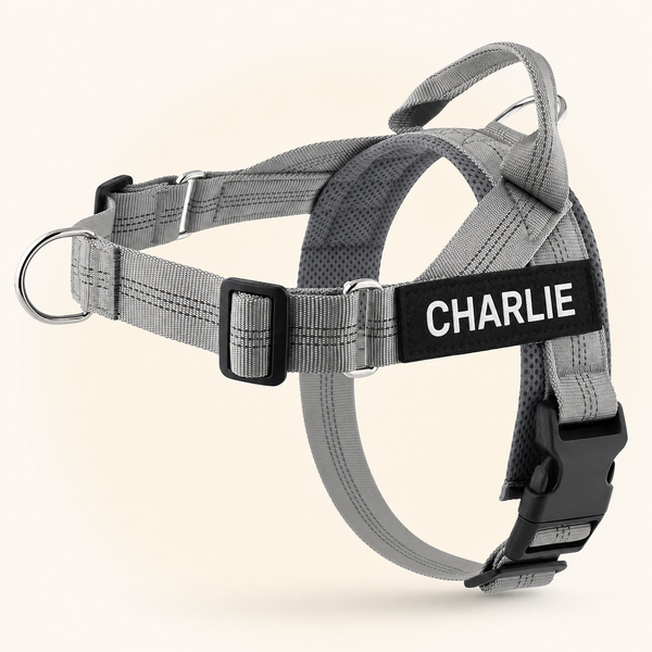 Gray SafeWalk No-Pull 2.0 harness with CHARLIE name patch on a warm ivory background