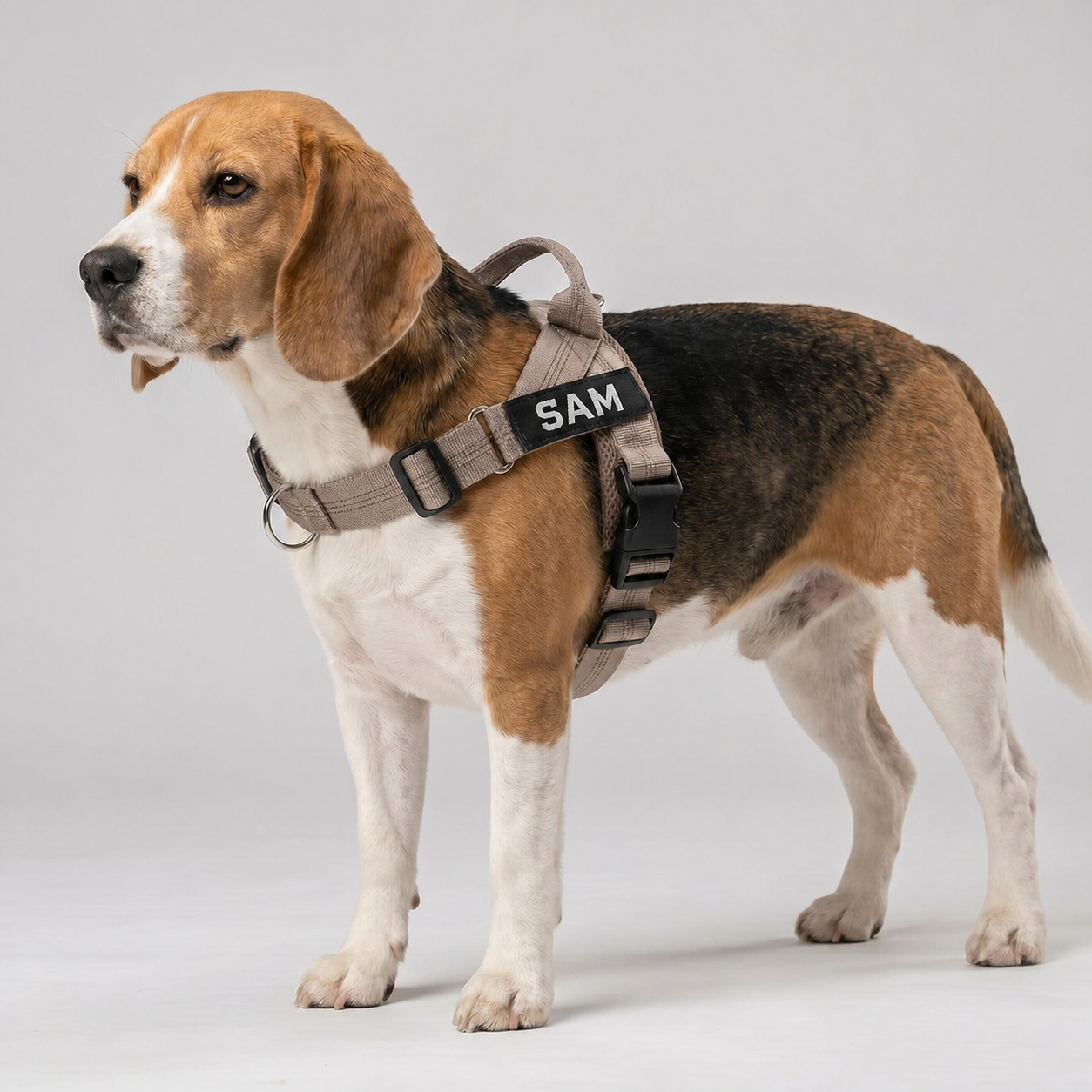 Beagle wearing a beige SafeWalk harness with an English SAM name patch