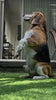 Beagle putting on the SafeWalk harness in one continuous demonstration