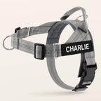 Gray SafeWalk No-Pull 2.0 harness with CHARLIE name patch on a warm ivory background