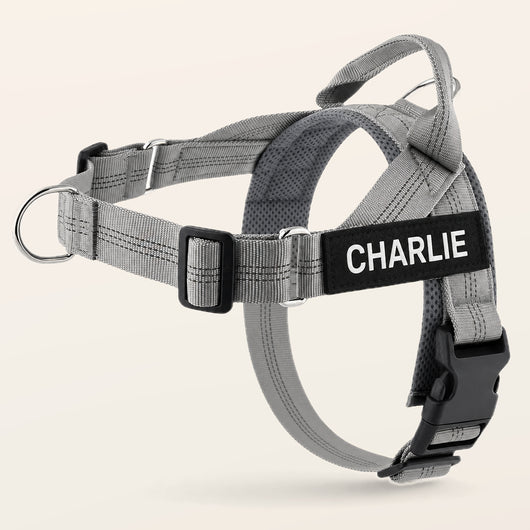 Gray SafeWalk No-Pull 2.0 harness with CHARLIE name patch on a warm ivory background
