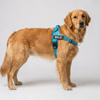 Golden retriever wearing aqua SafeWalk harness with MILO name patch