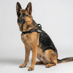 German Shepherd wearing black SafeWalk harness with REX name patch