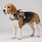 Beagle wearing beige SafeWalk harness with SAM name patch